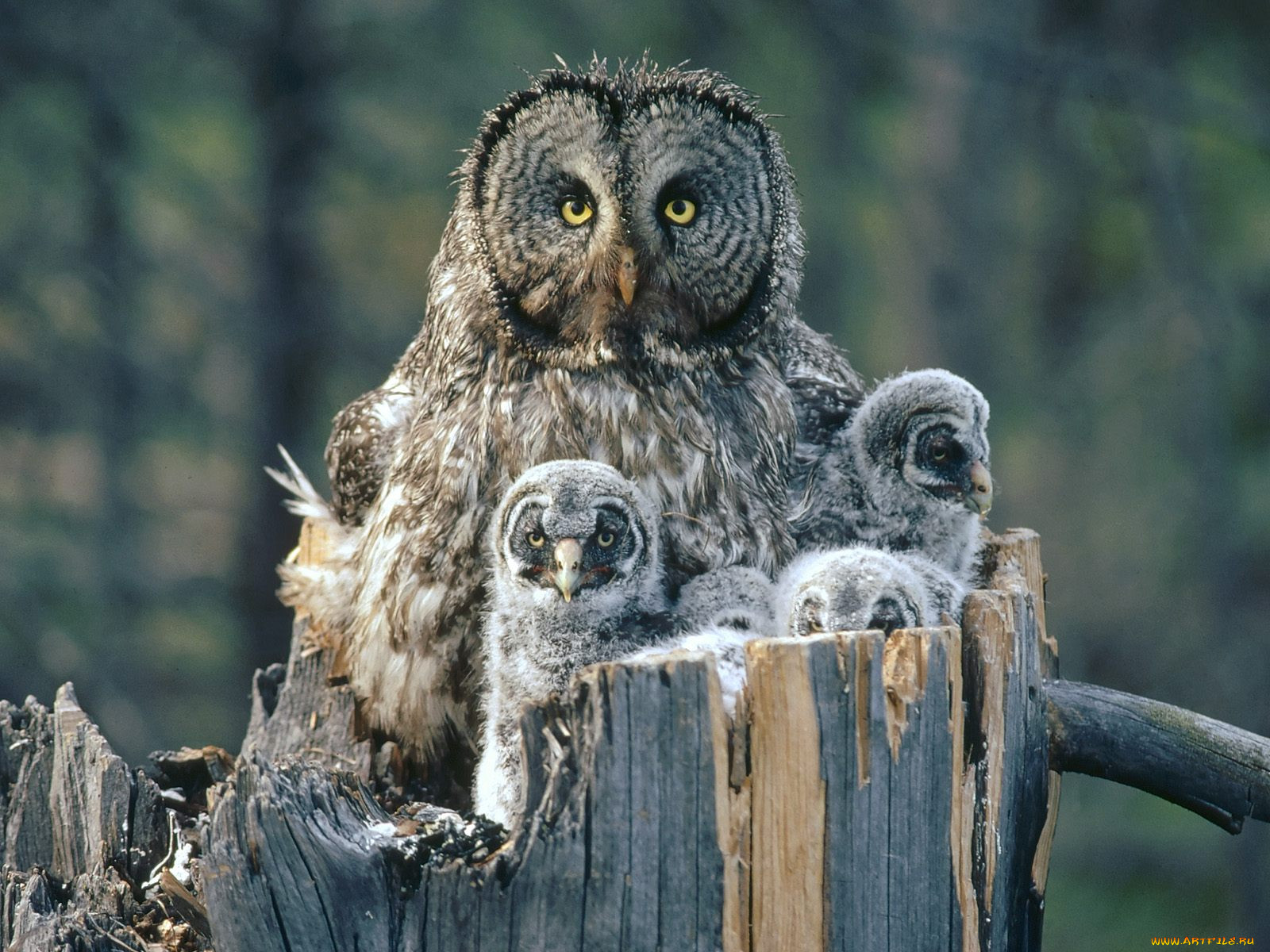 great, gray, owl, with, owlets, idaho, , 